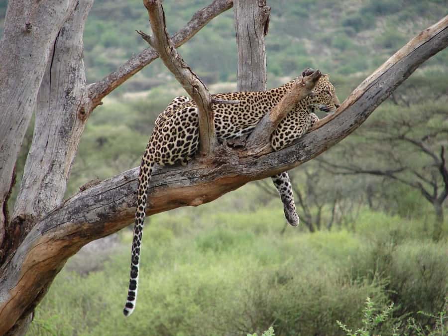 From Nairobi: 3-Day Tour to Samburu National Reserve - Why Samburu is worth the long drive from Nairobi