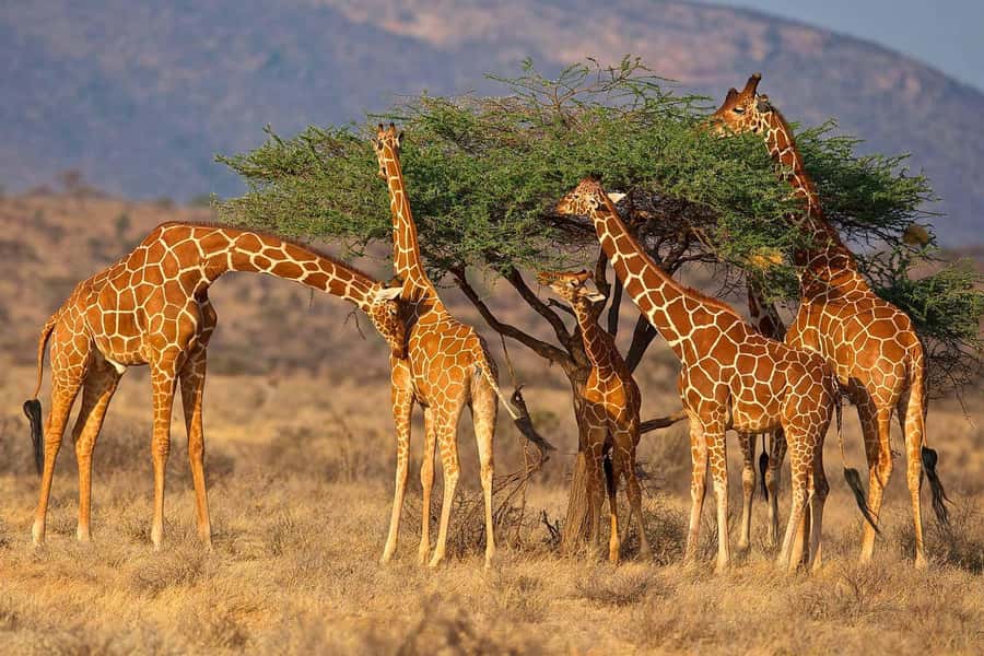 From Nairobi: 3-Day Tour to Samburu National Reserve - Day three: breakfast with reserve views and the return to Nairobi
