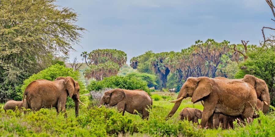 From Nairobi: 3-Day Tour to Samburu National Reserve - What the accommodation and meals add to the trip