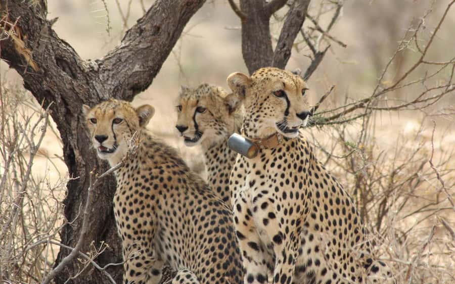 From Nairobi: 3-Day Tour to Samburu National Reserve - Who should book this Samburu safari?