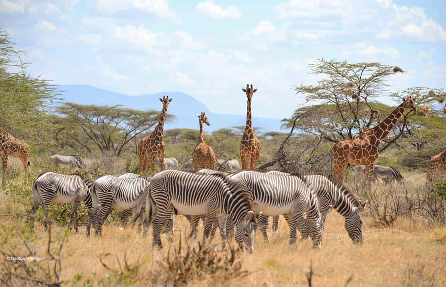 From Nairobi: 3-Day Tour to Samburu National Reserve - FAQ