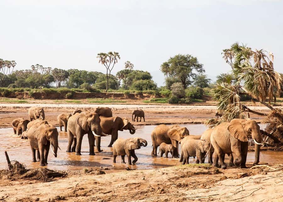 From Nairobi: 3-Day Tour to Samburu National Reserve - Day one: Mount Kenya views and the first afternoon game drive