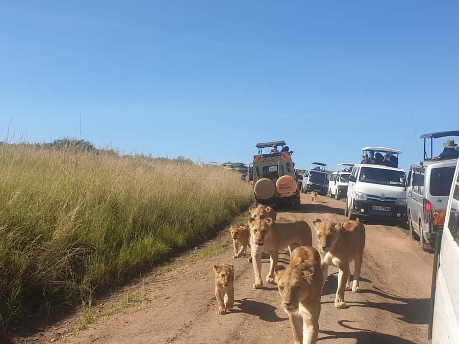 From Nairobi: 3 Days, 2 Nights Maasai Mara Group Safari - Key points to know before booking