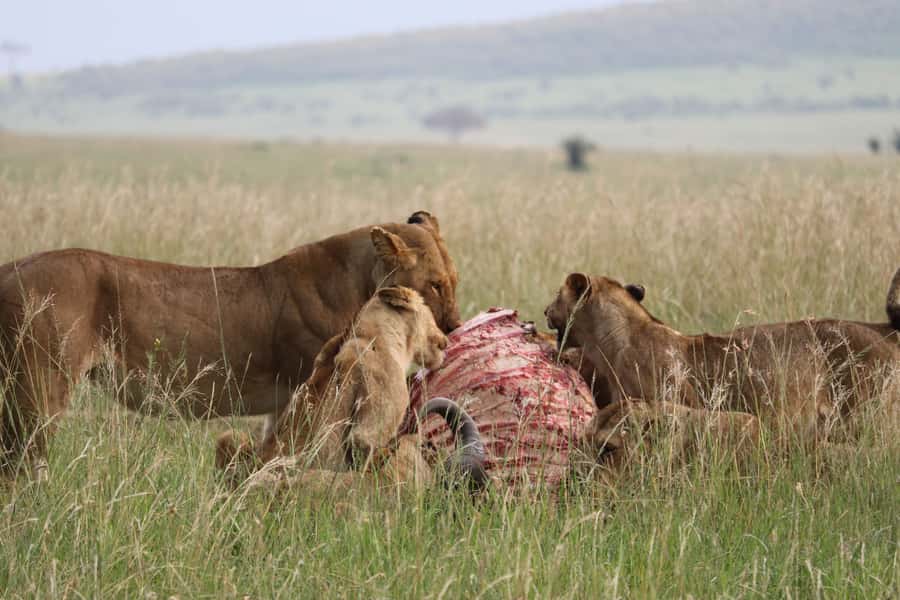 From Nairobi: 3 Days, 2 Nights Maasai Mara Group Safari - Who should book this Maasai Mara safari?