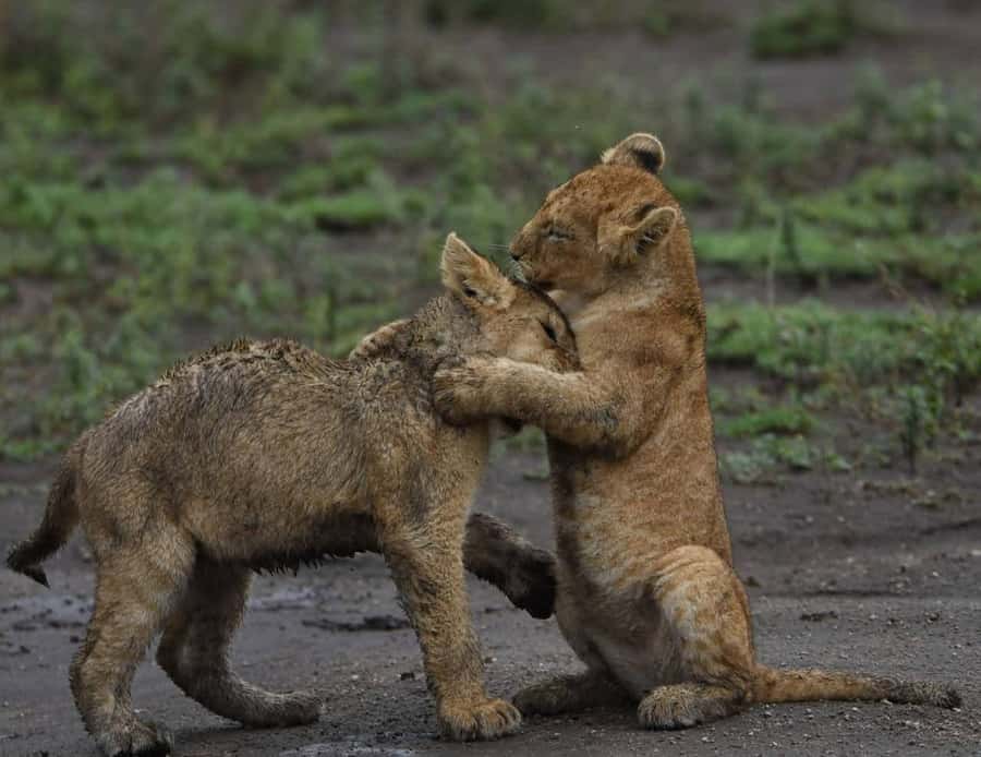 From Nairobi:3-Days 2-Nights Maasai Mara Group Safari in 4WD - Key points to know before booking