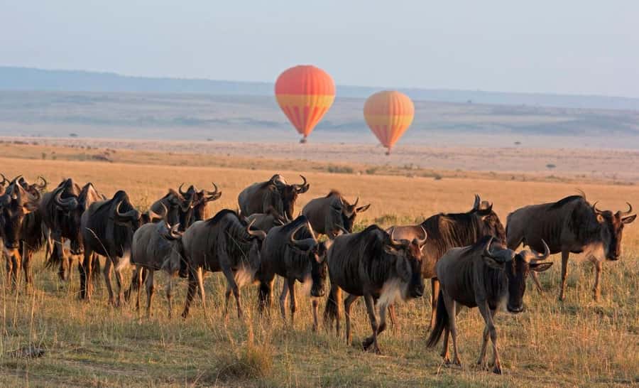 From Nairobi:3-Days 2-Nights Maasai Mara Group Safari in 4WD - What the budget camp offers after a long drive