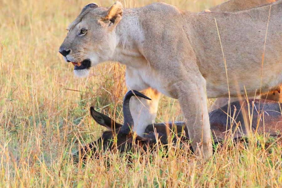 From Nairobi:3-Days 2-Nights Maasai Mara Group Safari in 4WD - Day 2: the full-day safari that carries the trip