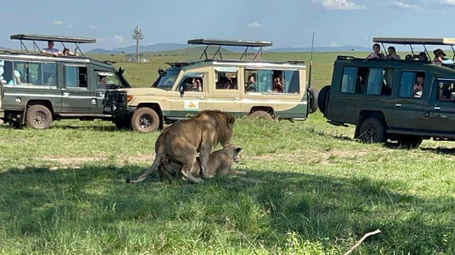 From Nairobi:3-Days 2-Nights Maasai Mara Group Safari in 4WD - Why the open-roof 4WD vehicle matters