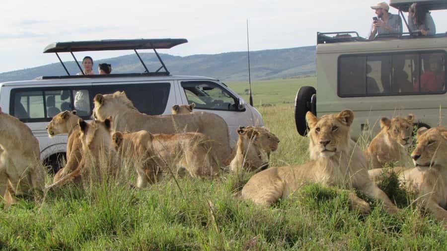 From Nairobi:3-Days 2-Nights Maasai Mara Group Safari in 4WD - The Great Migration and wildlife expectations