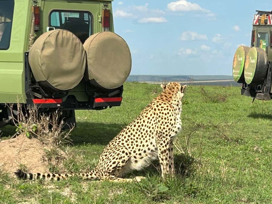 From Nairobi:3-Days 2-Nights Maasai Mara Group Safari in 4WD - Who should book this three-day safari?