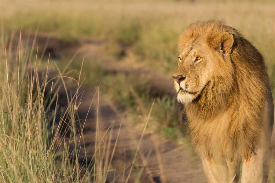 From Nairobi: 3 Days 2 Nights Masai Mara Group Safari - Key points to know before you book