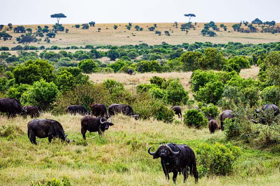 From Nairobi: 3 Days 2 Nights Masai Mara Group Safari - Why three days works for the Maasai Mara