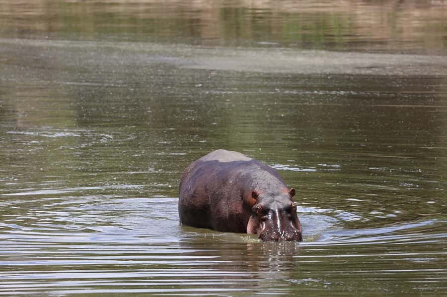 From Nairobi: 3 Days 2 Nights Masai Mara Group Safari - Guides, vehicles, and group size