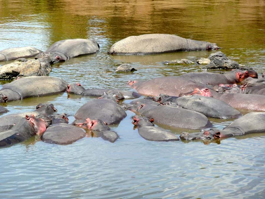 From Nairobi: 3 Days 2 Nights Masai Mara Group Safari - What is included, and what is not