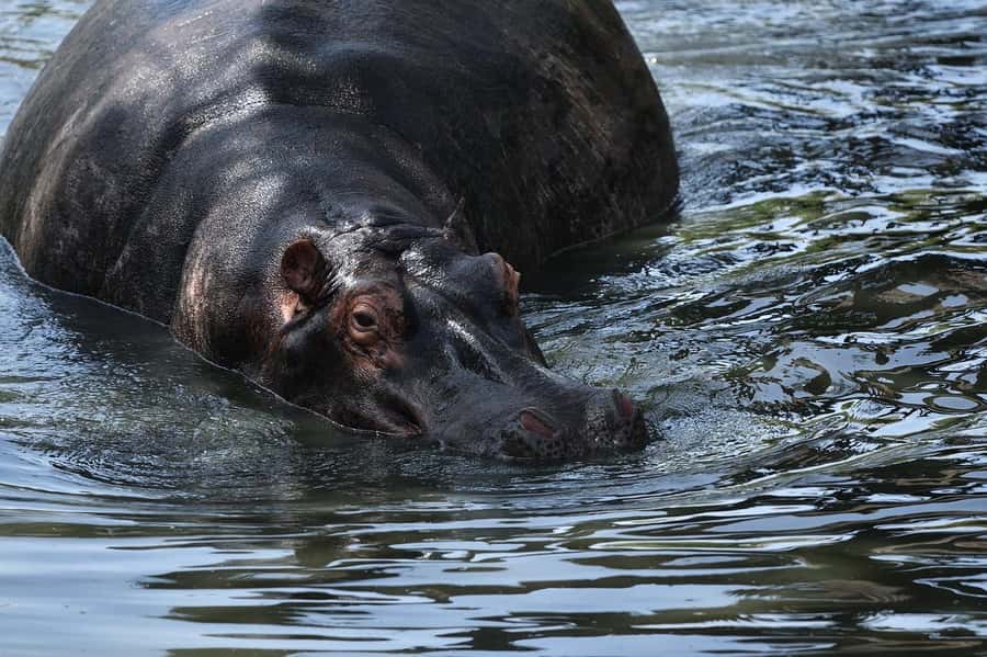 From Nairobi: 3 Days 2 Nights Masai Mara Group Safari - Who should book this safari?