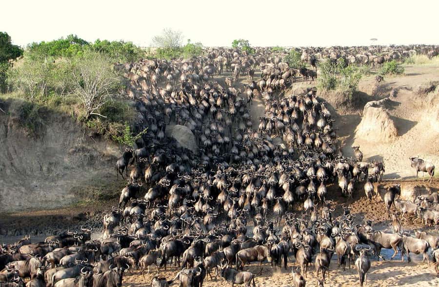 From Nairobi: 3 - Days Maasai Mara Group Safari by 4WD - What makes this safari worth considering
