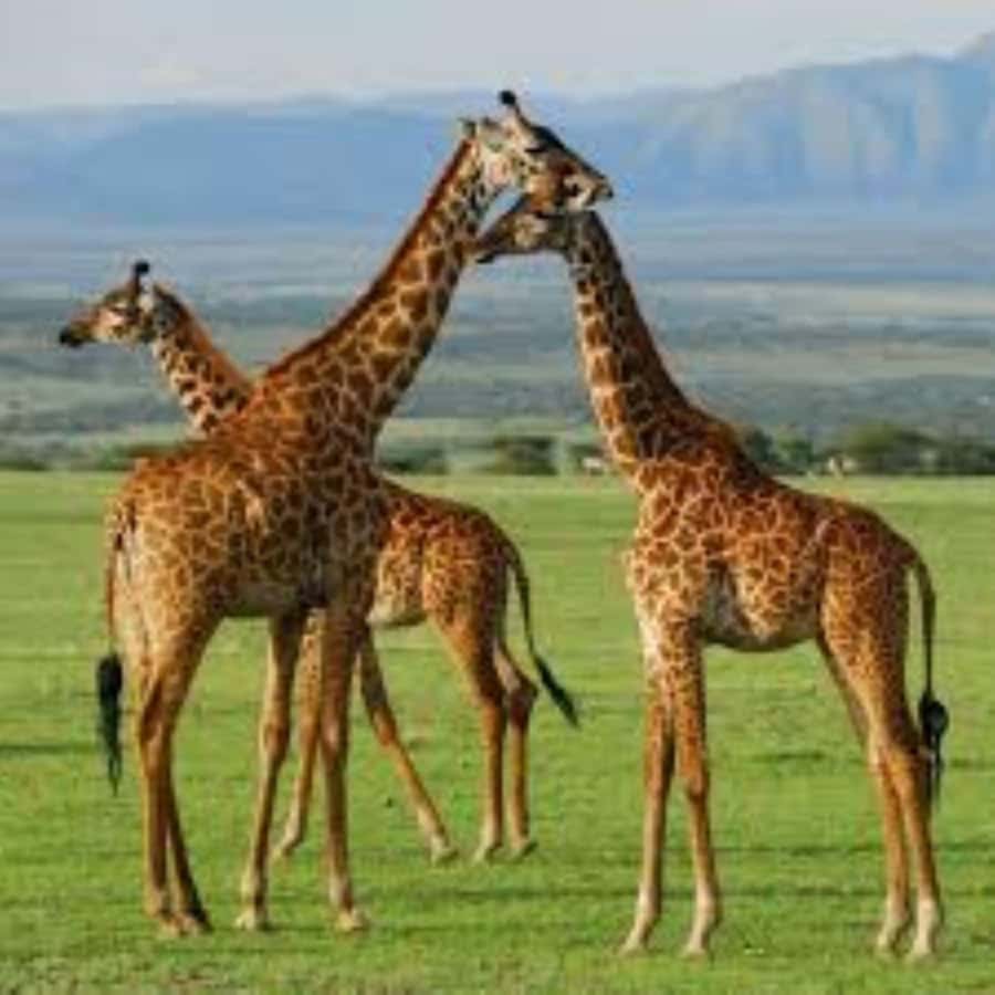 From Nairobi: 3 - Days Maasai Mara Group Safari by 4WD - The real price: $240 plus park fees