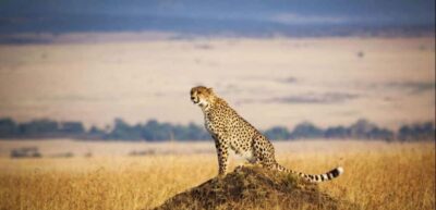 3 – Days Maasai Mara Group Safari by 4WD