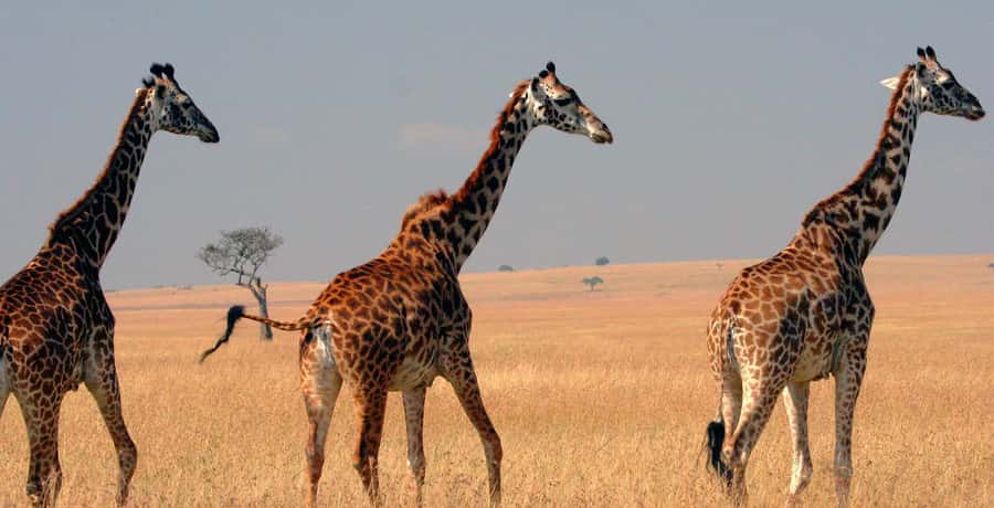 From Nairobi: 4-Day Maasai Mara and Lake Nakuru Group Safari - Key points to know before booking