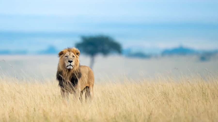 From Nairobi: 4-Day Maasai Mara and Lake Nakuru Group Safari - What the $350 safari really includes