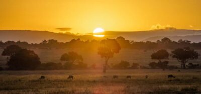 4-Day Maasai Mara and Lake Nakuru Group Safari