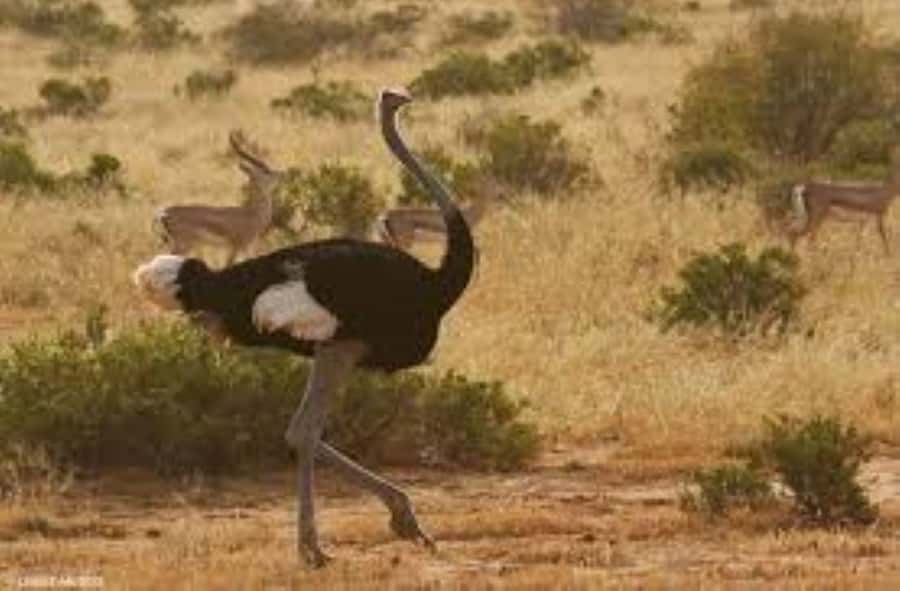 From Nairobi: 4-Day Maasai Mara and Lake Nakuru Group Safari - Day 3: A long transfer from Maasai Mara to Nakuru