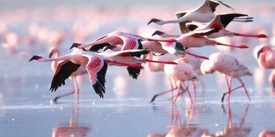 From Nairobi: 7-Day Kenya Safari Trip with Meals & Transport - What the $1,500 price really covers