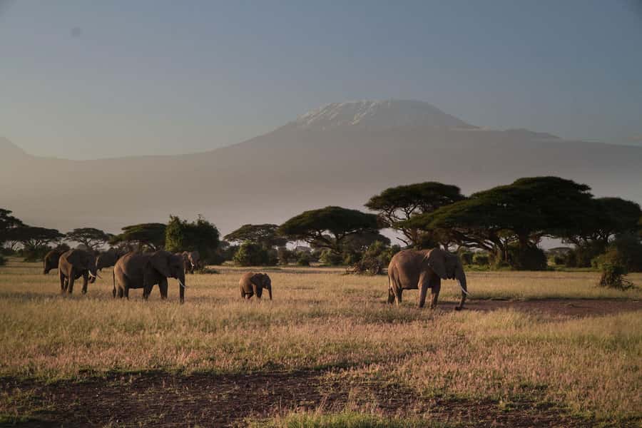 From Nairobi: 7-Day Kenya Safari Trip with Meals & Transport - Day 2: A full game drive in the Maasai Mara