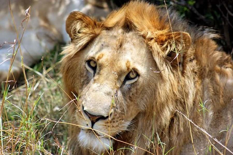 From Nairobi: 7 Days Masai Mara, Nakuru, and Amboseli Safari - What $1,520 buys you in Kenya