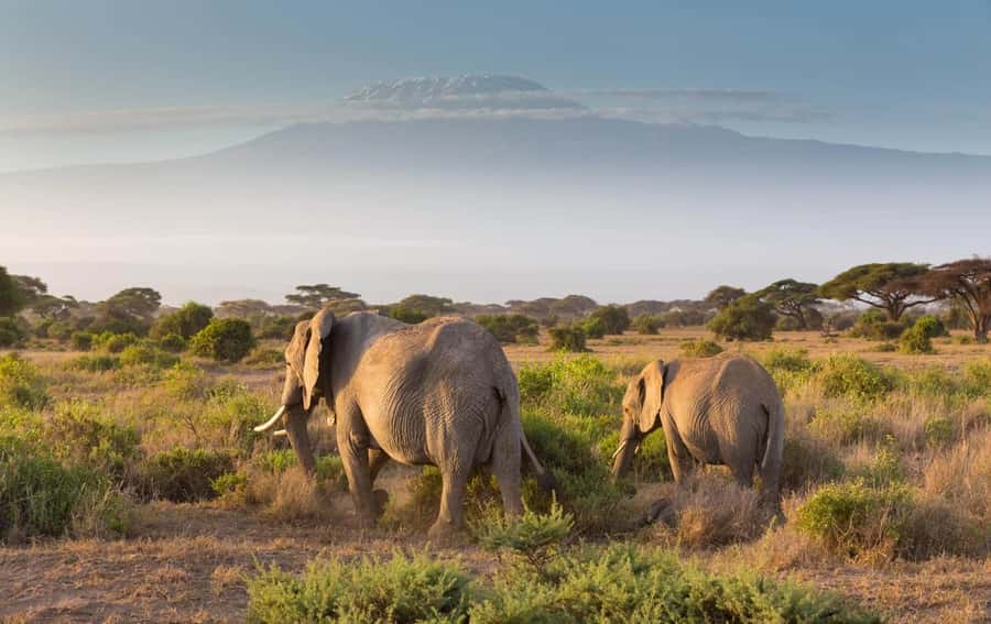 From Nairobi: Amboseli National Park Guided Tour - Why Amboseli makes a strong day trip from Nairobi