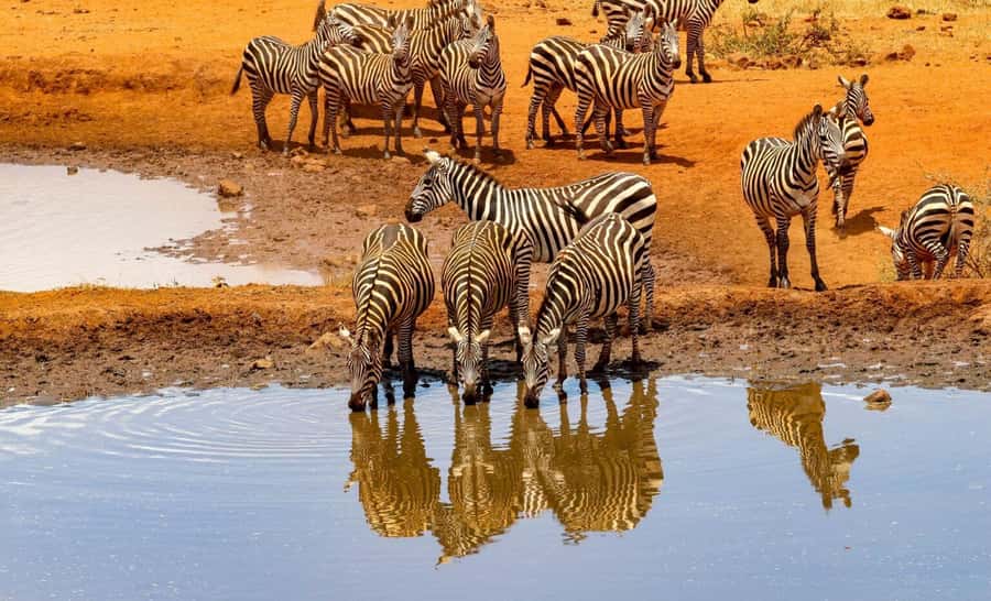 From Nairobi: Amboseli National Park Guided Tour - What the $210 price really covers