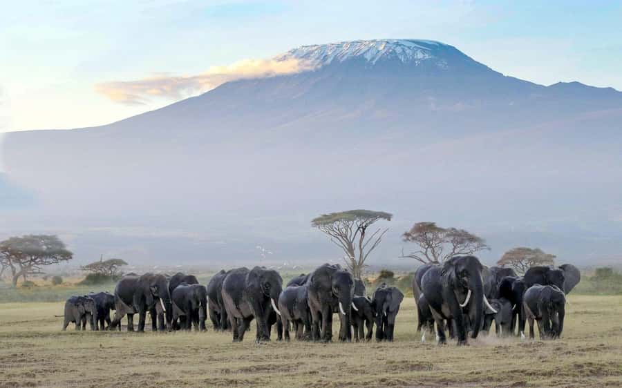 From Nairobi: Amboseli National Park Guided Tour - The 5:00 a.m. pickup sets the pace