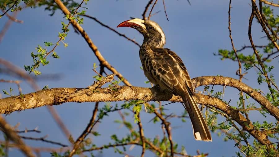 From Nairobi: Crescent Island Safari Experience - Crossing Lake Naivasha by boat