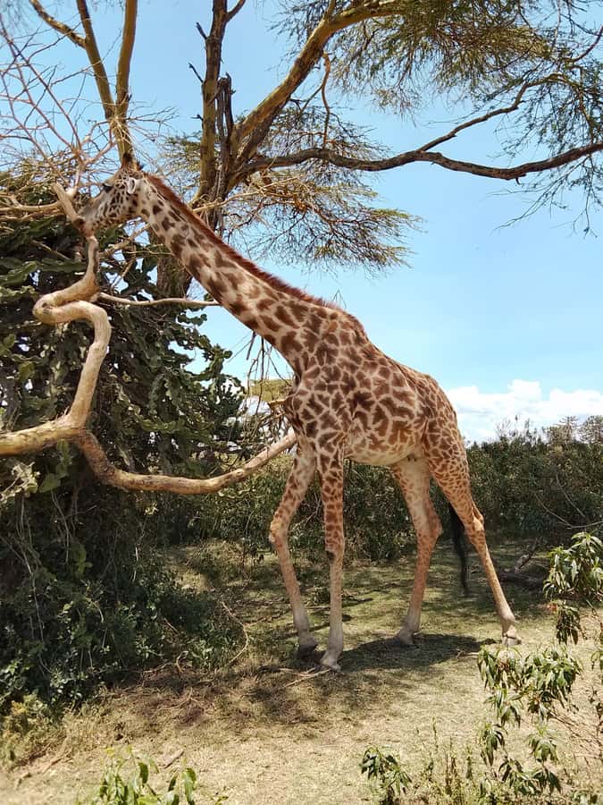 From Nairobi: Crescent Island Safari Experience - Timing, walking, and practical comfort