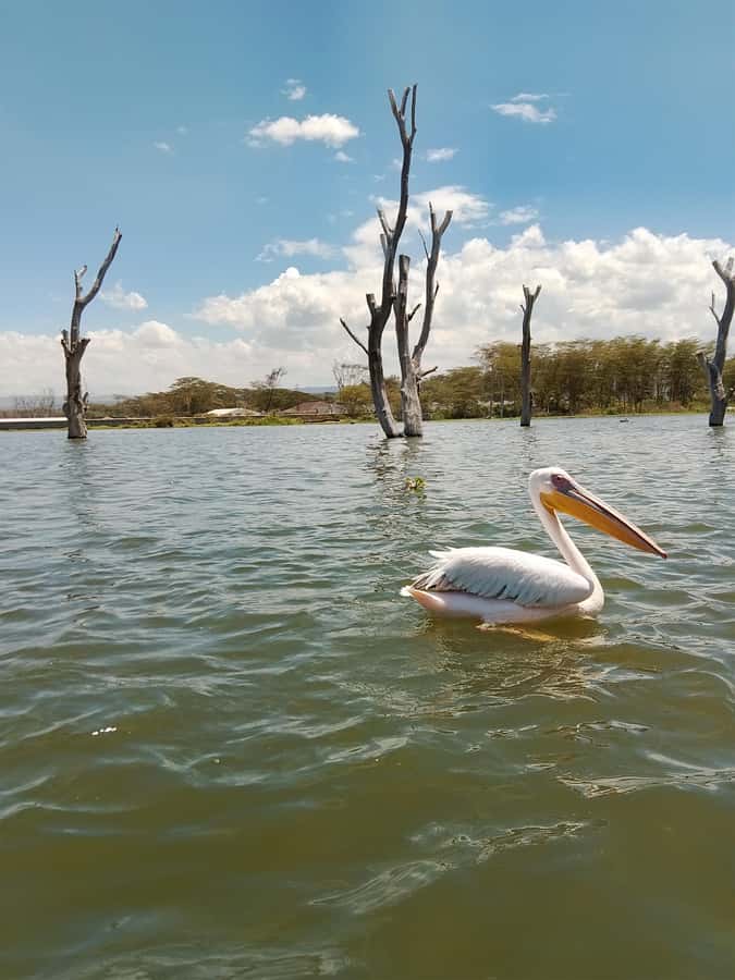 From Nairobi: Crescent Island Safari Experience - What makes the guide important