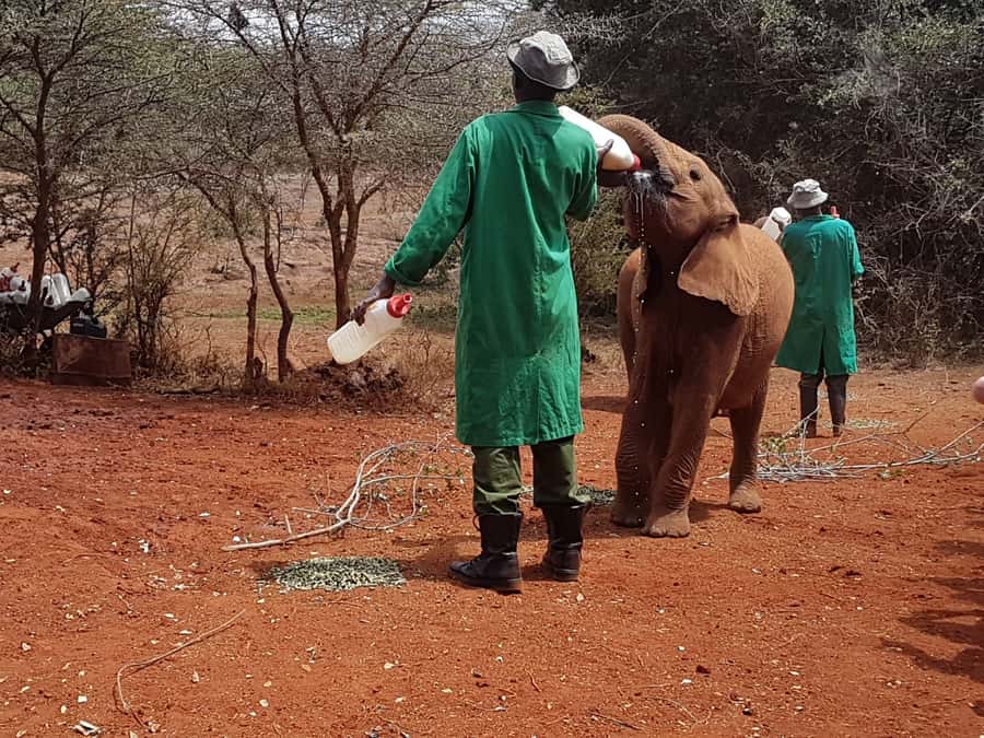 From Nairobi: David Sheldrick Elephant Orphanage Tour - Key points to know before you go