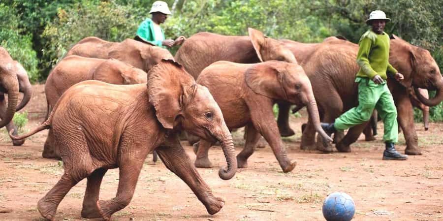 From Nairobi: David Sheldrick Elephant Orphanage Tour - A closer look at the visit from Nairobi
