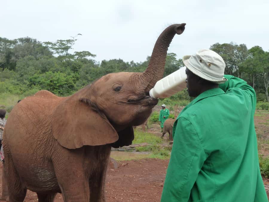 From Nairobi: David Sheldrick Elephant Orphanage Tour - The stories behind the milk bottles