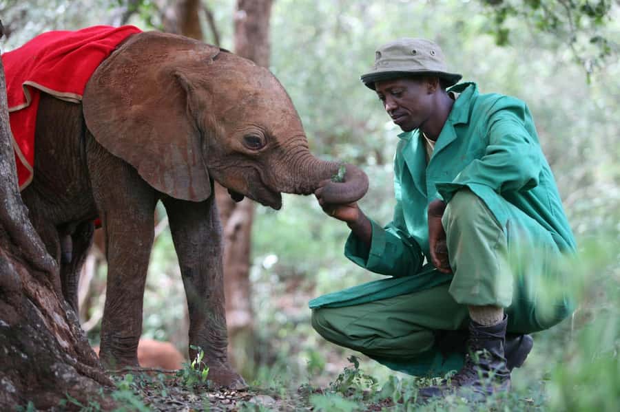 From Nairobi: David Sheldrick Elephant Trust Half-Day Tour - Key points to know before you go