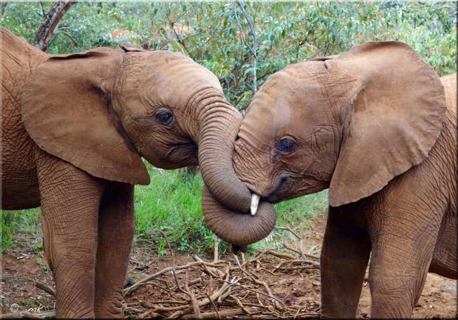 From Nairobi: David Sheldrick Elephant Trust Half-Day Tour - Why this elephant visit matters in Nairobi