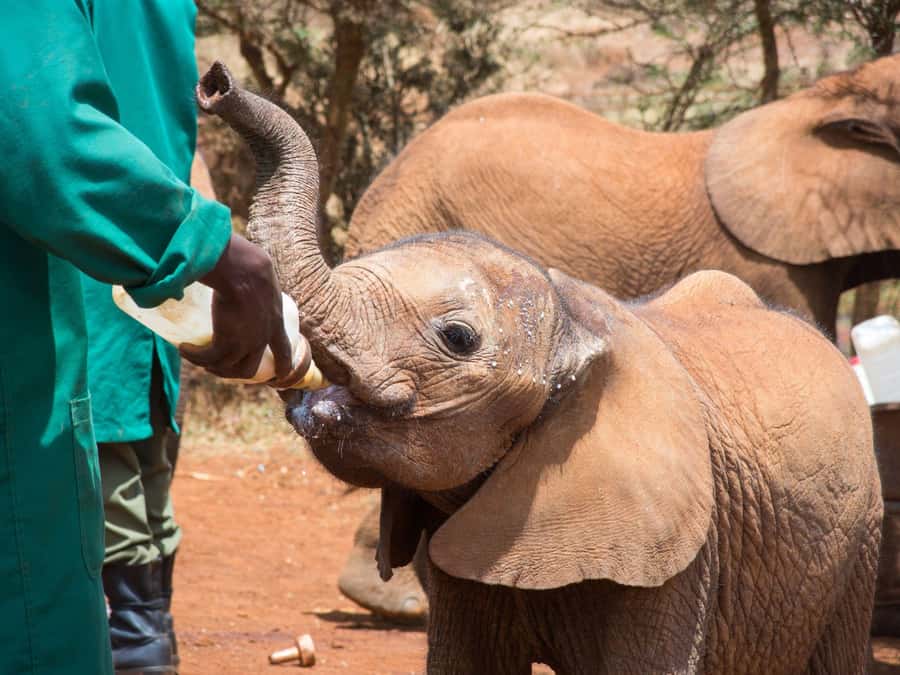 From Nairobi: David Sheldrick Elephant Trust Half-Day Tour - The one-hour guided visit in Nairobi County