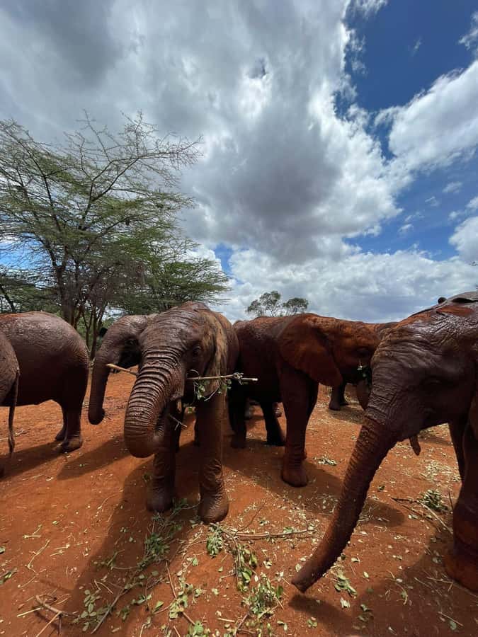 From Nairobi: David Sheldrick Elephant Trust Half-Day Tour - Feeding time, mud baths, and keeper care