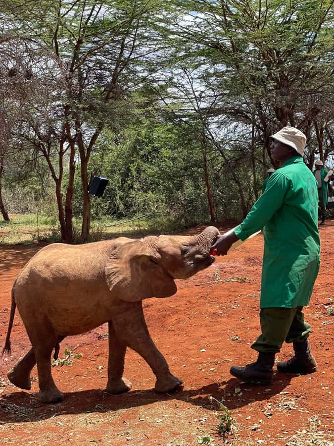 From Nairobi: David Sheldrick Elephant Trust Half-Day Tour - From orphan rescue to possible return to the wild