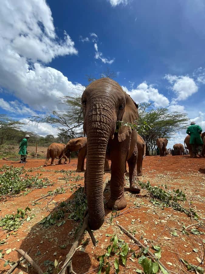 From Nairobi: David Sheldrick Elephant Trust Half-Day Tour - What the $70 tour price really covers