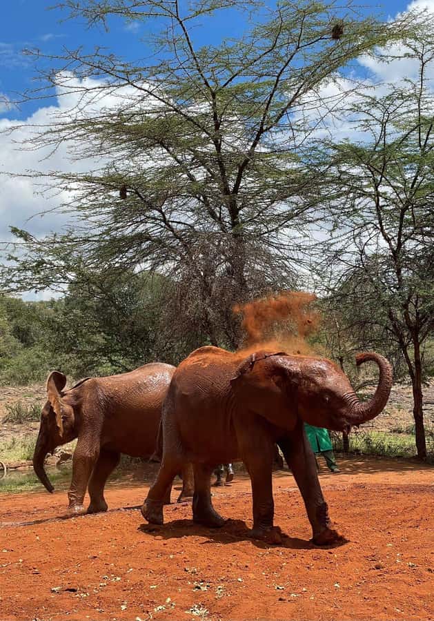 From Nairobi: David Sheldrick Elephant Trust Half-Day Tour - Who will get the most from this three-hour outing