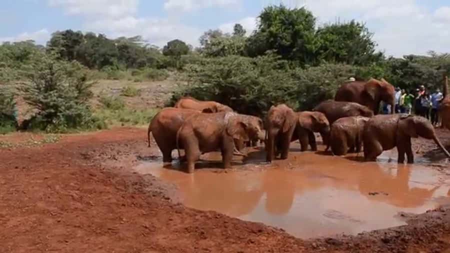 From Nairobi: David Sheldrick Elephant Trust Half-Day Tour - Leaving central Nairobi for the trust