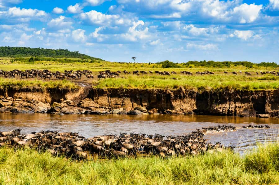 From Nairobi: Day Tour to Maasai Mara - Five things to know before you book