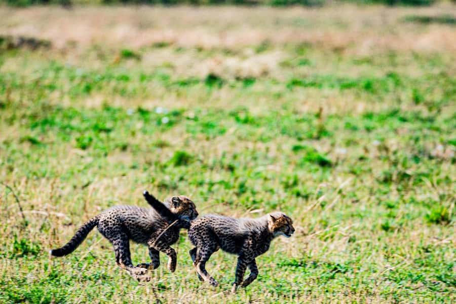 From Nairobi: Day Tour to Maasai Mara - Six hours of game viewing in Maasai Mara