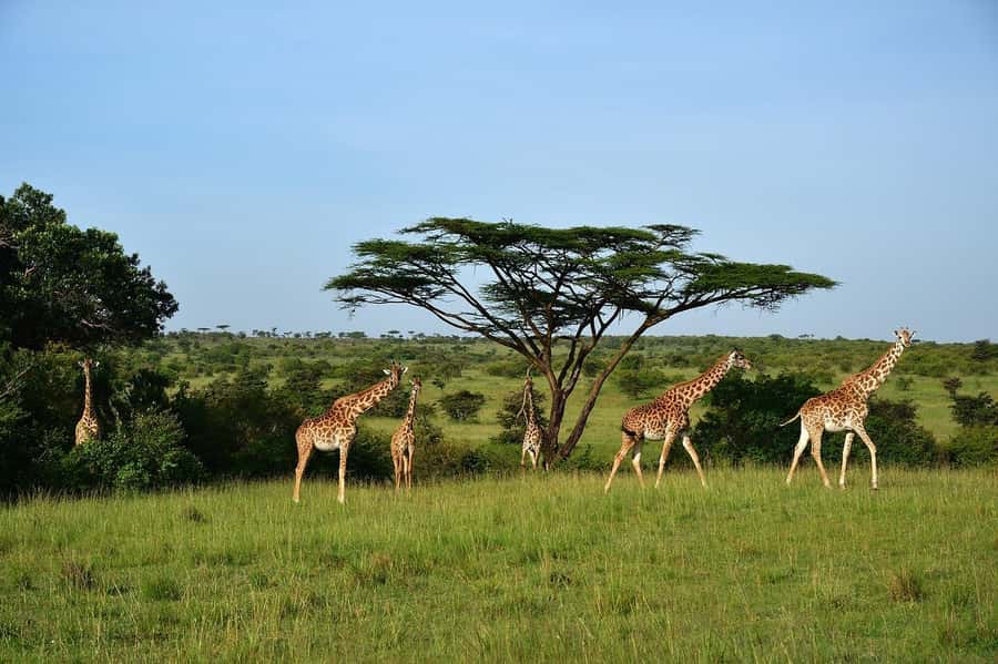 From Nairobi: Day Tour to Maasai Mara - Leaving the reserve at 4:00pm