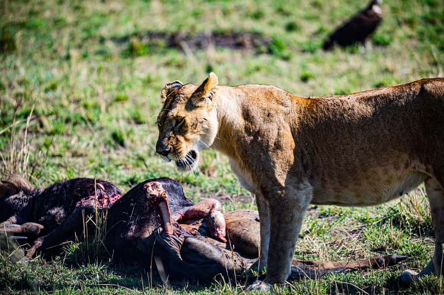 From Nairobi: Day Tour to Maasai Mara - Who will enjoy this day trip most